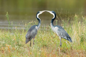 Black Headed Heron