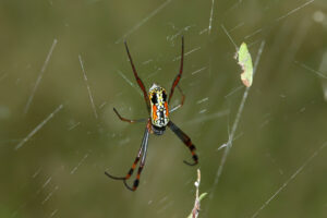 Black Legged Golden Orbweb Spider