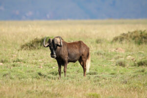 Black Wildebeest