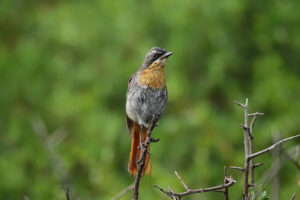 Cape Robin Chat