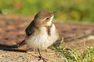 Cape Wagtail