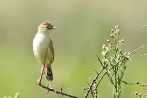 Cisticola