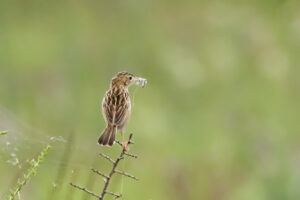 Cisticola