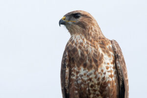 Common Buzzard