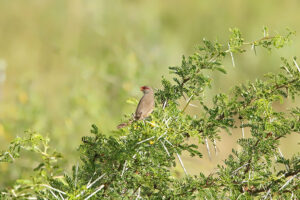 Coomon Waxbill