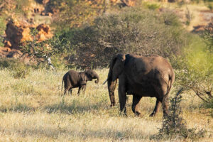 Elephant