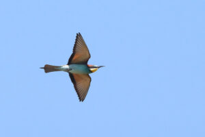 European Bee Eater