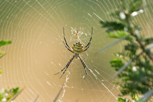 Garden Orb Web Spider