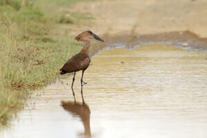 Hamerkop