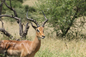 Impala