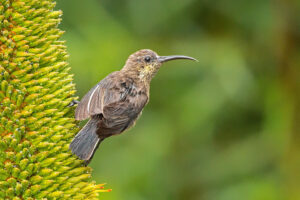 Malachite Sunbird