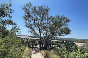 Mapungubwe View