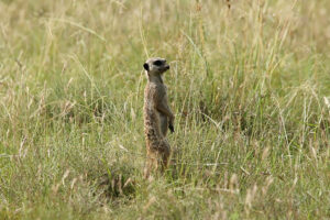 Meerkat