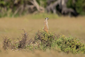 Meerkat