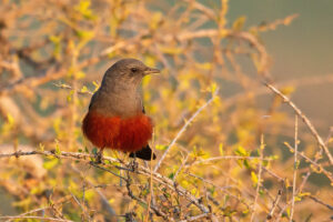 Mocking Cliff Chat