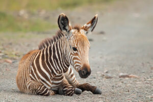 Mountain Zebra