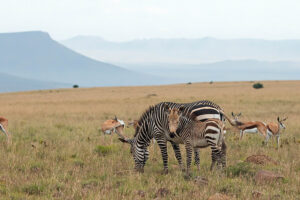 Mountain Zebra