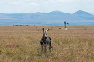 Mountain Zebra National Park