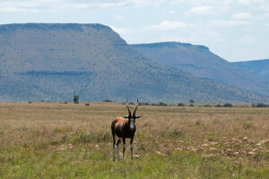 Mountain Zebra National Park