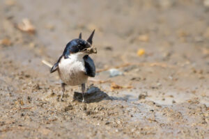 Pearl Breasted Swallow