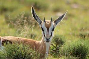 Springbok