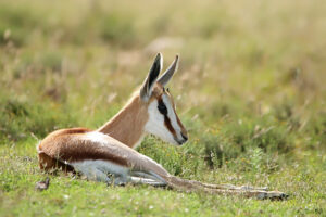 Springbok