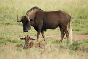 Swart Wildebeest