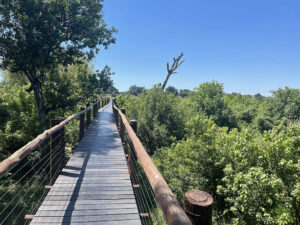 Tree top walk