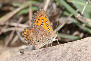 Veined Russet