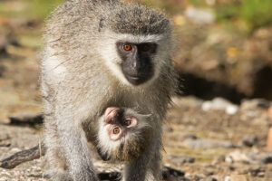 Vervet Monkey