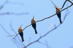 White-fronted Bee-Eater