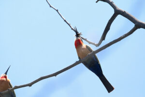 White-fronted Bee-Eater