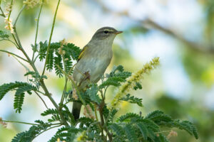 Willow Warbler