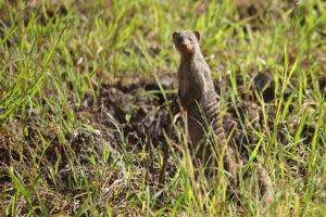 Banded Mongoose