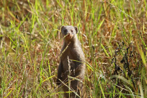 Banded Mongoose