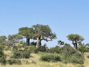 Baobab Tree