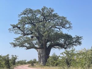 Baobab Tree