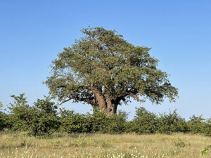 BaobabTree