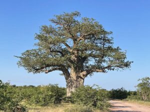 BaobabTree