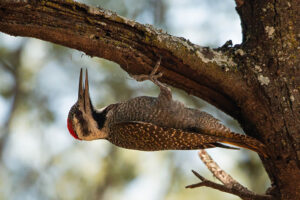 Bearded Woodpecker