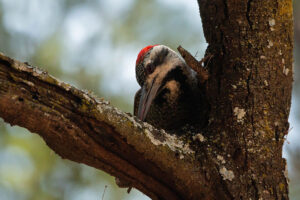 Bearded Woodpecker