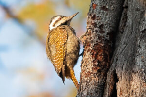 Bearded Woodpecker
