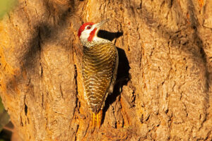Bennetts Woodpecker