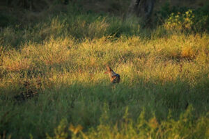 Black Backed Jackal