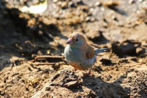 Blue Waxbill