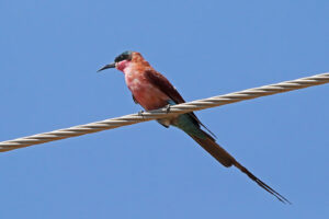Carmine Bee Eater