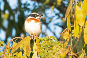 Chinspot Batis
