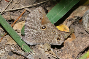 Common Evening Brown