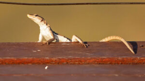 Common Flat Lizard