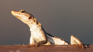 Çommon Flat Lizard